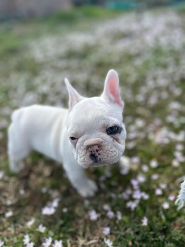 Dixie