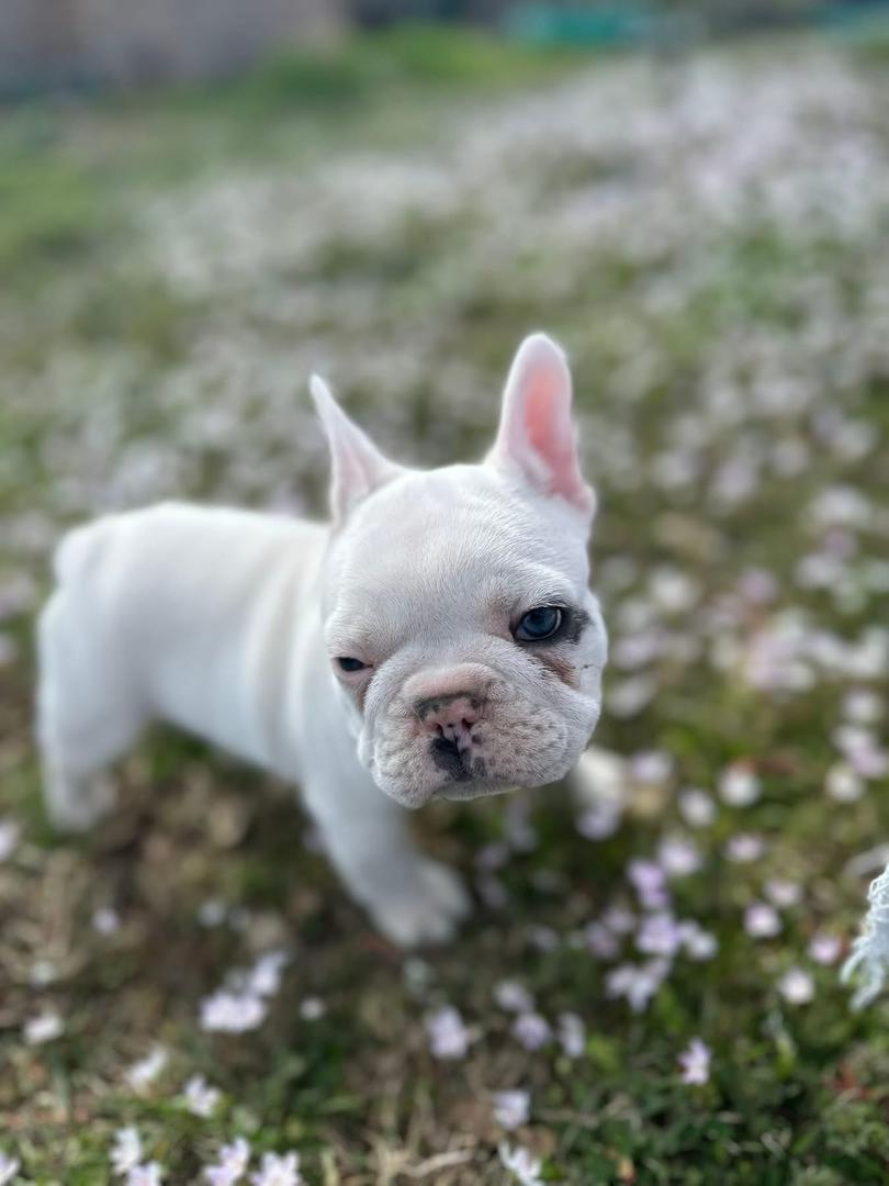 Dixie