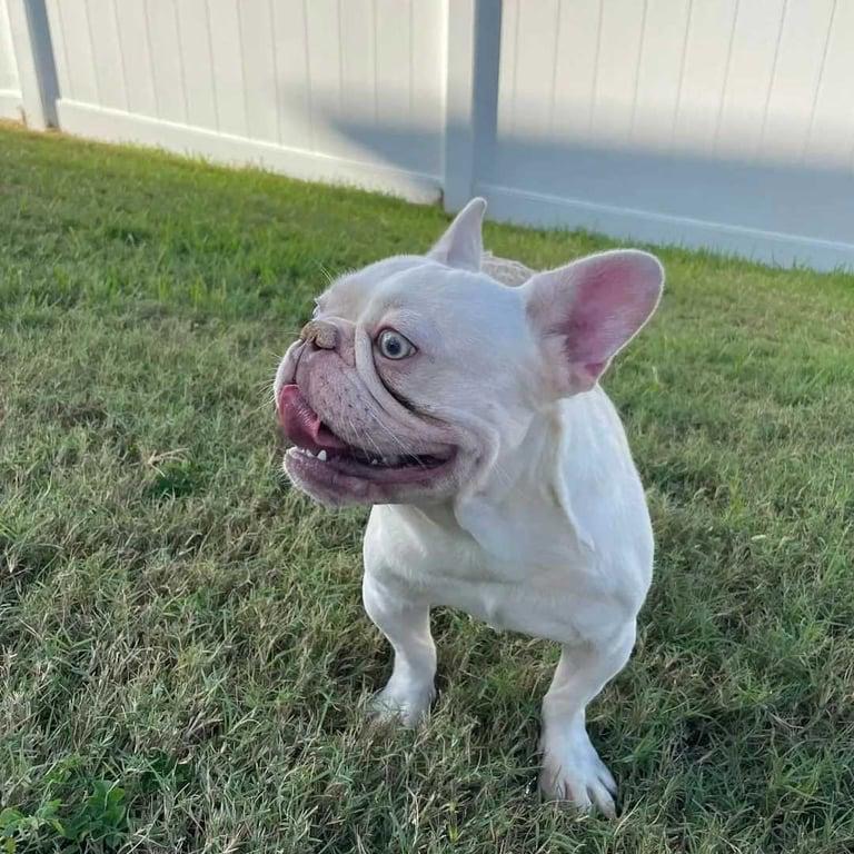 Rocco