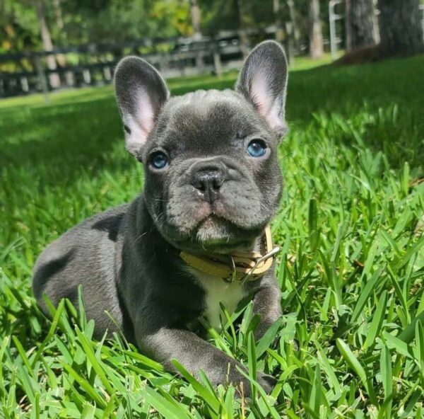 Ricky